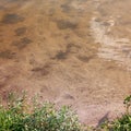 Lake water shallow sand and grass