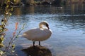 Lake of Werdenberg, Switzerland with swan