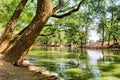 Lake with white swans