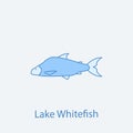 lake whitefish 2 colored line icon. Simple light and dark blue element illustration. lake whitefish concept outline symbol design