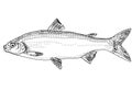 Lake whitefish or Coregonus clupeaformis Freshwater Fish Cartoon Drawing