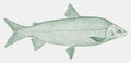 Lake whitefish, a valuable food fish from north america in side view