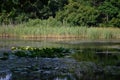 Lake with lilies in the wild forest Royalty Free Stock Photo