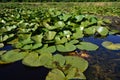 Lake with lilies in the wild forest Royalty Free Stock Photo