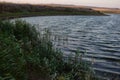 Lake wind, reed green growing on the lake and tilted under the wind, lake