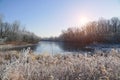 Lake, winter forest and dry grass in the frost Royalty Free Stock Photo