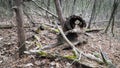 Lake Wister State Park hollow trees