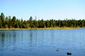 Lake of the woods Arizona With Ducks Royalty Free Stock Photo