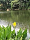 The lake and yellow flowers in Forty Hall.