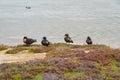 Lakefront Shelducks Royalty Free Stock Photo