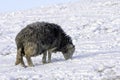 Lakeland Sheep in winter Royalty Free Stock Photo