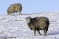 Lakeland Sheep in winter Royalty Free Stock Photo