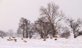 Lakeland sheep in winter