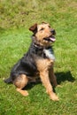 Lakeland Terrier Royalty Free Stock Photo