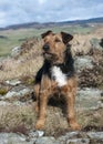 Lakeland Terrier Royalty Free Stock Photo