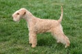 Lakeland terrier Royalty Free Stock Photo