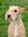 Lakeland Terrier Royalty Free Stock Photo