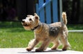 Lakeland Terrier Royalty Free Stock Photo