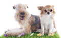 Lakeland terrier and chihuahua Royalty Free Stock Photo