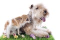 Lakeland terrier Royalty Free Stock Photo
