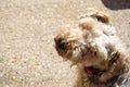 Lakeland Terrier Dog Puppy Face