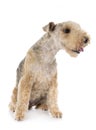 Lakeland terrier in studio