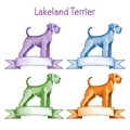 Lakeland Terrier Royalty Free Stock Photo