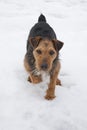 Lakeland Terrier in the snow Royalty Free Stock Photo