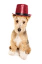 Lakeland Terrier wearing cabaret top hat