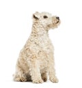 Lakeland Terrier, 6 years old