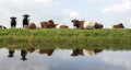 Lakenvelder cows and calves in green meadow reflected in water o Royalty Free Stock Photo