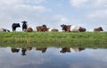 Lakenvelder cows and calves in green meadow reflected in water o Royalty Free Stock Photo