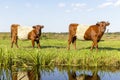 Lakenvelder cows, Dutch Belted cattle, with horns, two red and white livestock walking along the water Royalty Free Stock Photo