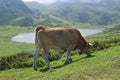 Lakes of Covadonga in Asturias Spain Royalty Free Stock Photo