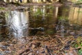 Lakes are freed from ice and flooded areas in early spring in the parks of St. Petersburg