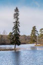 Lakes are freed from ice and flooded areas in early spring in the parks of St. Petersburg