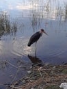 Lakes hawassa water and the bird view