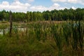 Summer landscape full of lakes, swamps and reeds in South Bohemia in a place called Borkovice