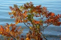 Lakeshore Autumn Sumac Vista Royalty Free Stock Photo