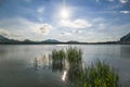 Lakeshore of the Hopfensee with water plants