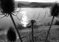 Lakeshore with light band of sun and withered thistles in foreground in black and white Royalty Free Stock Photo