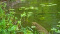 Lakeshore Vegetation - Natural Beauty Royalty Free Stock Photo