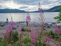 Lakeside : Beach and flowers