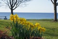 Lakeside Daffodils Royalty Free Stock Photo