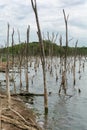Lakeside of Dead Salt Lake Tambukan with Dry trees in the water