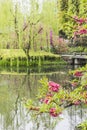 The lakeside green trees and peach blossom