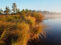 Lakeside in Kakerdaja bog Royalty Free Stock Photo