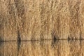 Lakeside autumn reed landscape