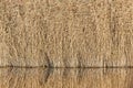 Lakeside autumn reed landscape