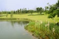 Lakeside lawn and plants in sunny summer